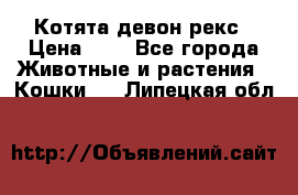 Котята девон рекс › Цена ­ 1 - Все города Животные и растения » Кошки   . Липецкая обл.